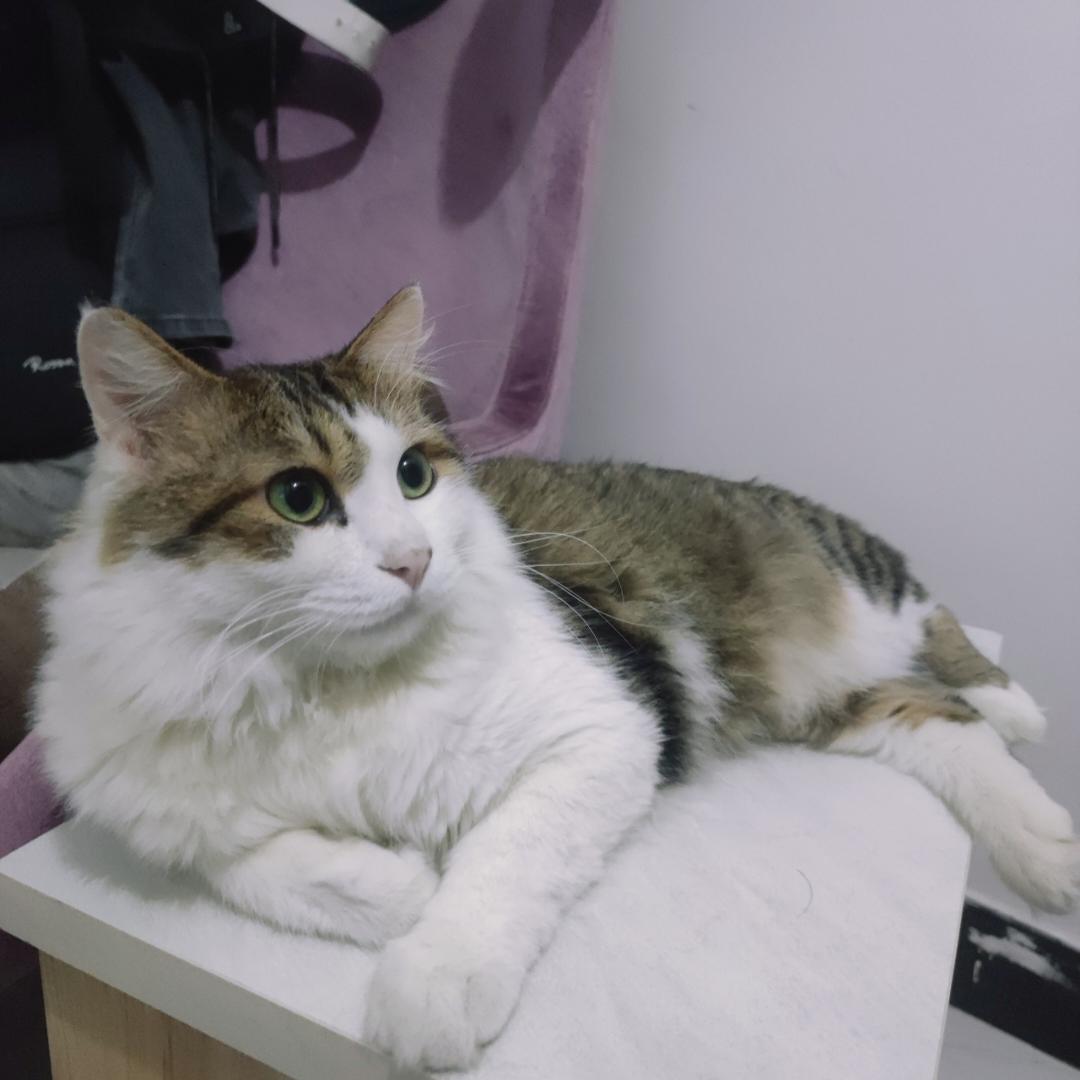 泰勒是一只会做饭的猫