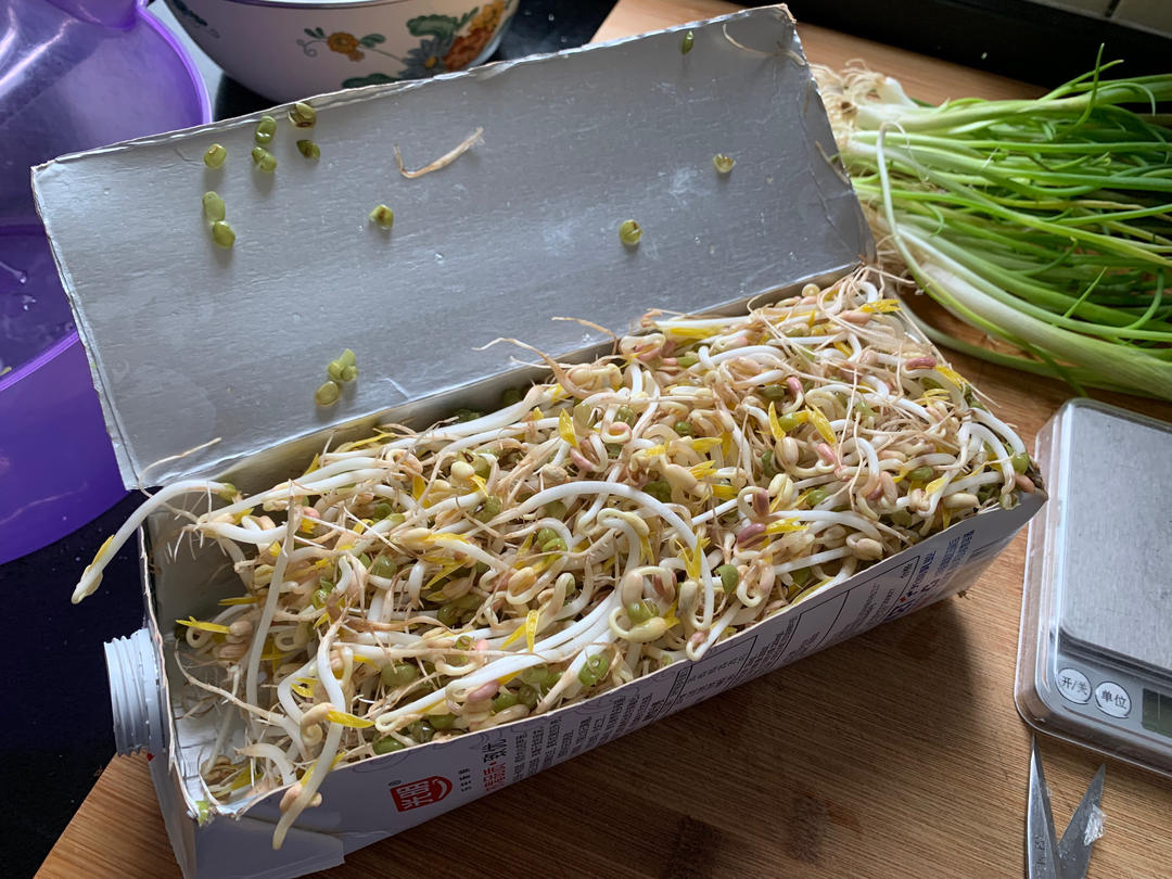 好吃又好玩 牛奶盒发豆芽