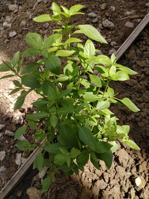 超级下饭的快手家常菜 三分钟搞定一道菜【潮汕咸菜炒肉】的做法 步骤3