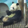 熊猫高宝的厨房