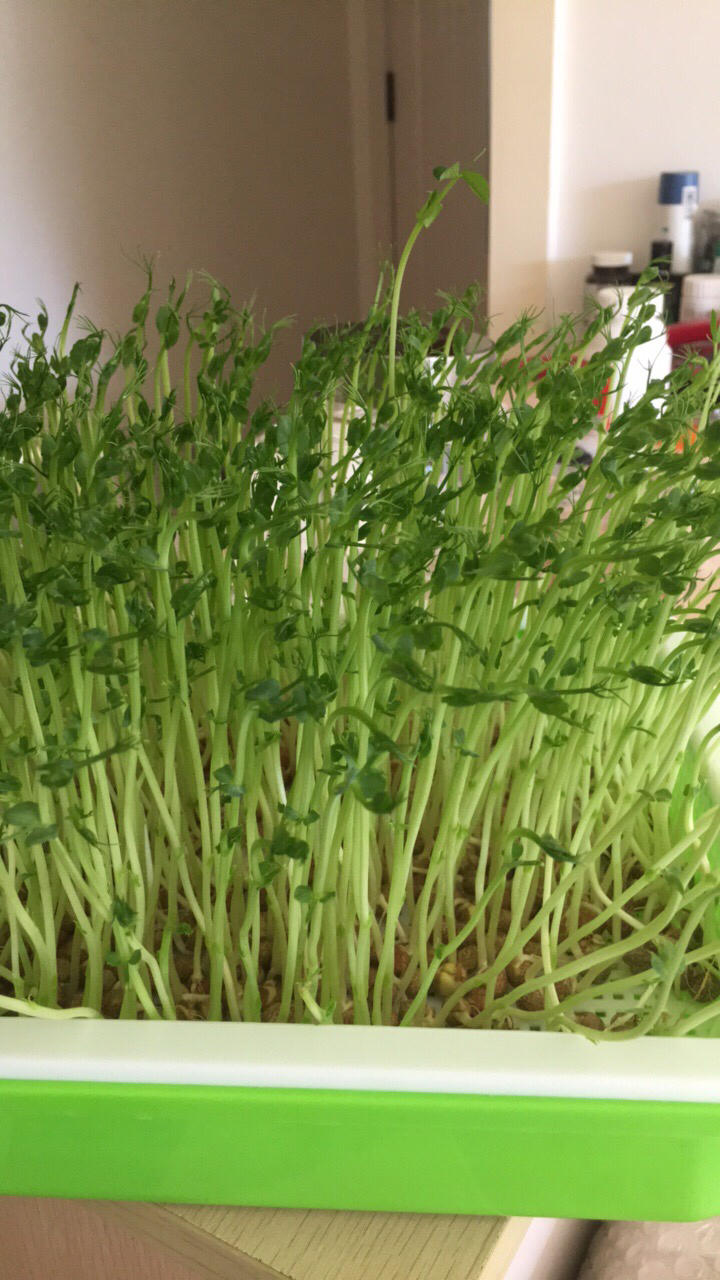 麻豌豆苗