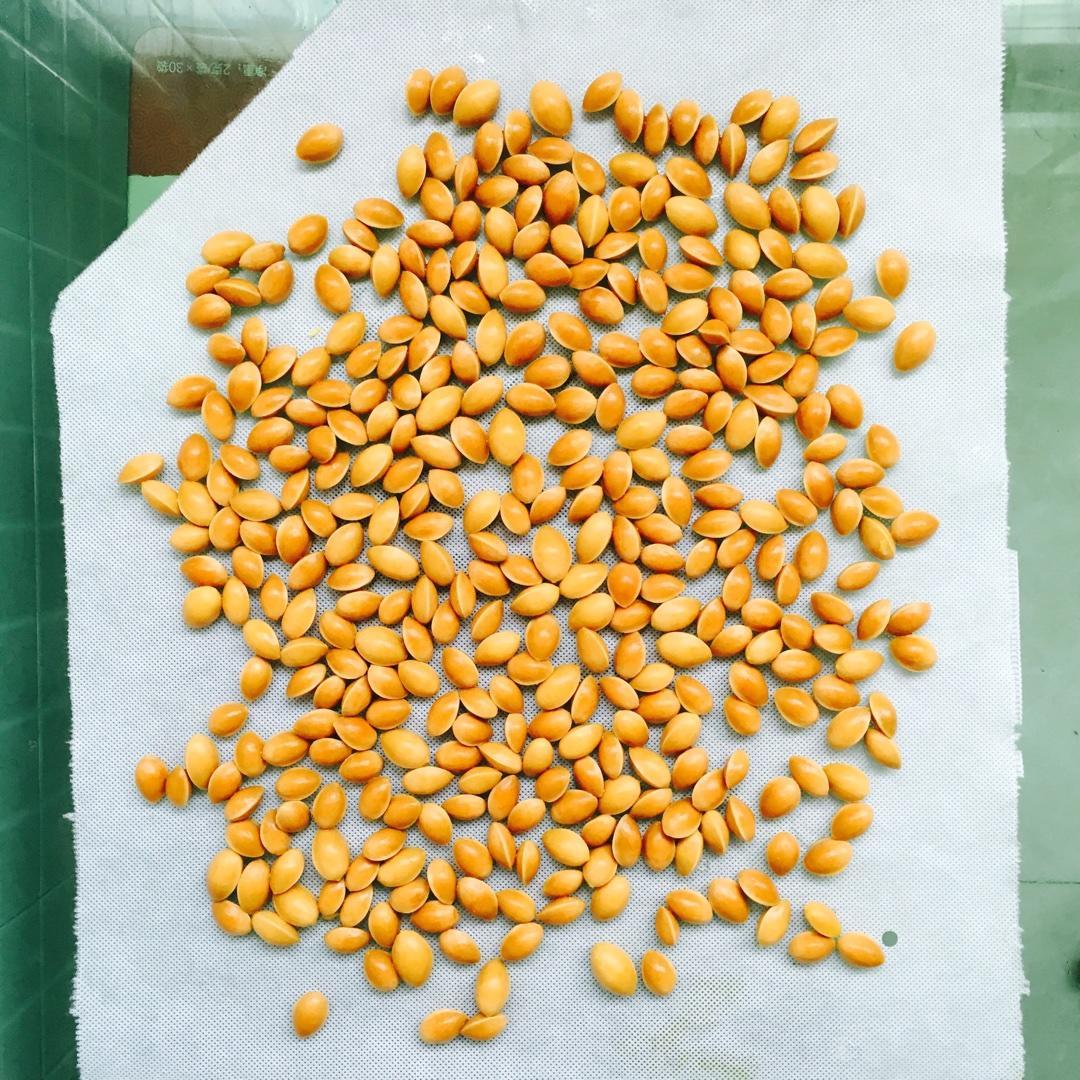 银杏（白果）前处理加工的做法 步骤5