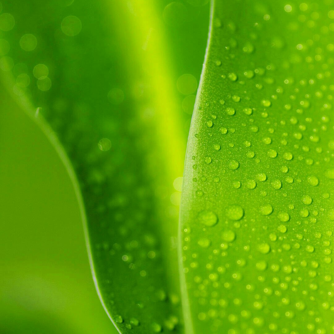 柳絮满天飞呼呼呼