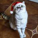 一只炸毛的小杨咪