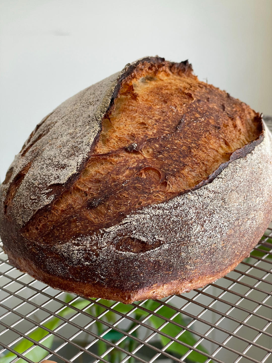 免揉面蜂蜜无油硬欧（干酵母版）