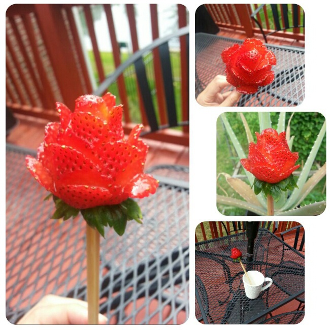 草莓玫瑰花