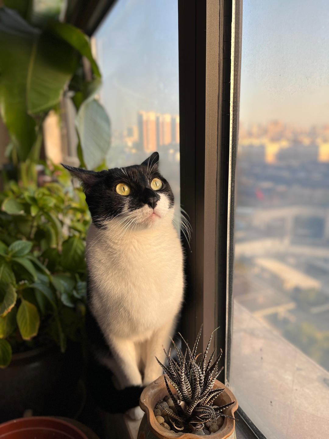 猪阿雷的饲养员