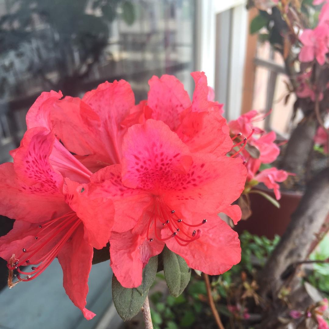 朋朋乐乐的小厨