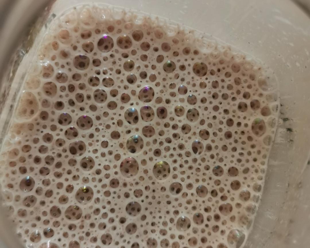 天然酵种养成记录（鲁邦种）