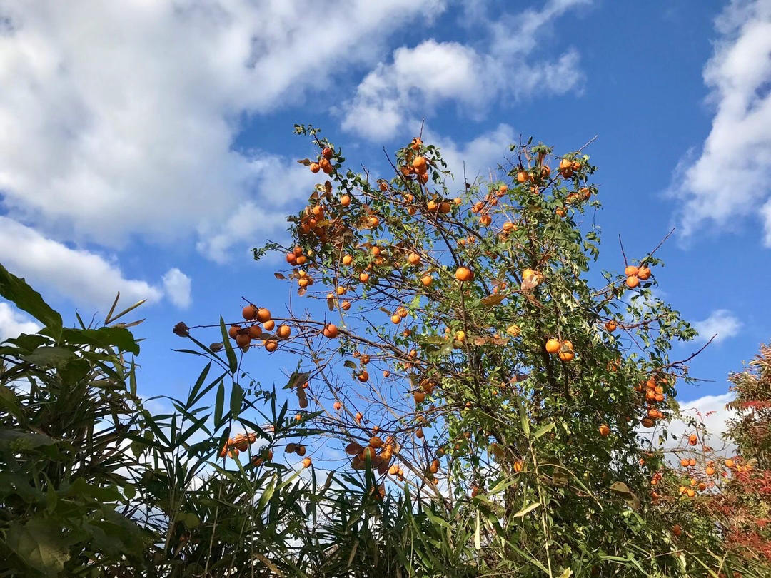 吊干柿·晒柿饼·野外涩柿子变美味🍅的做法 步骤1