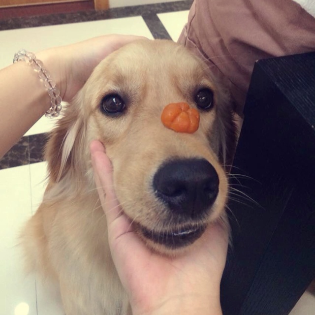 家宠O(∩_∩)O哈哈~