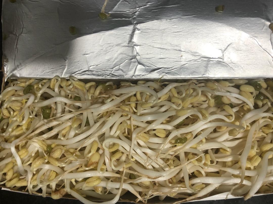自己发豆芽【果汁盒/大牛奶盒】