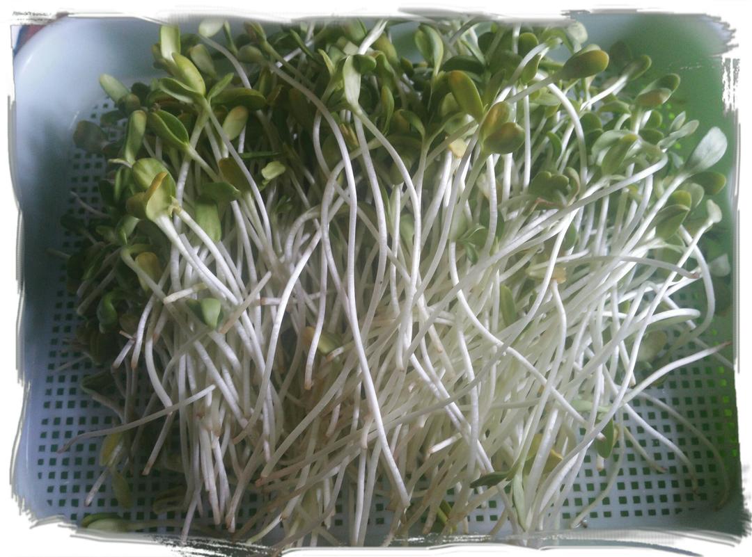 芽苗菜快速种植法（全程说明配图）