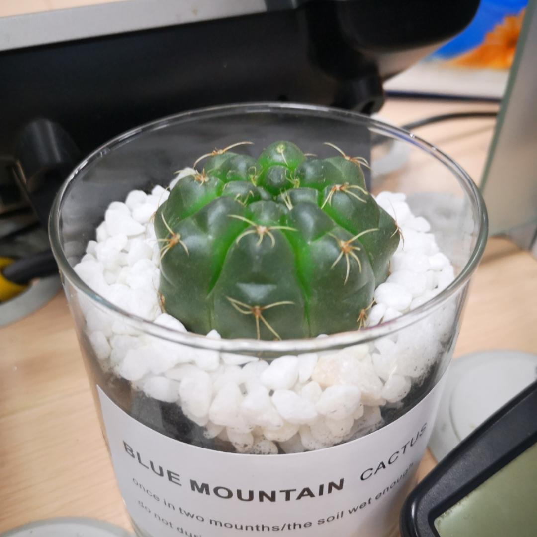 虎子小姐姐