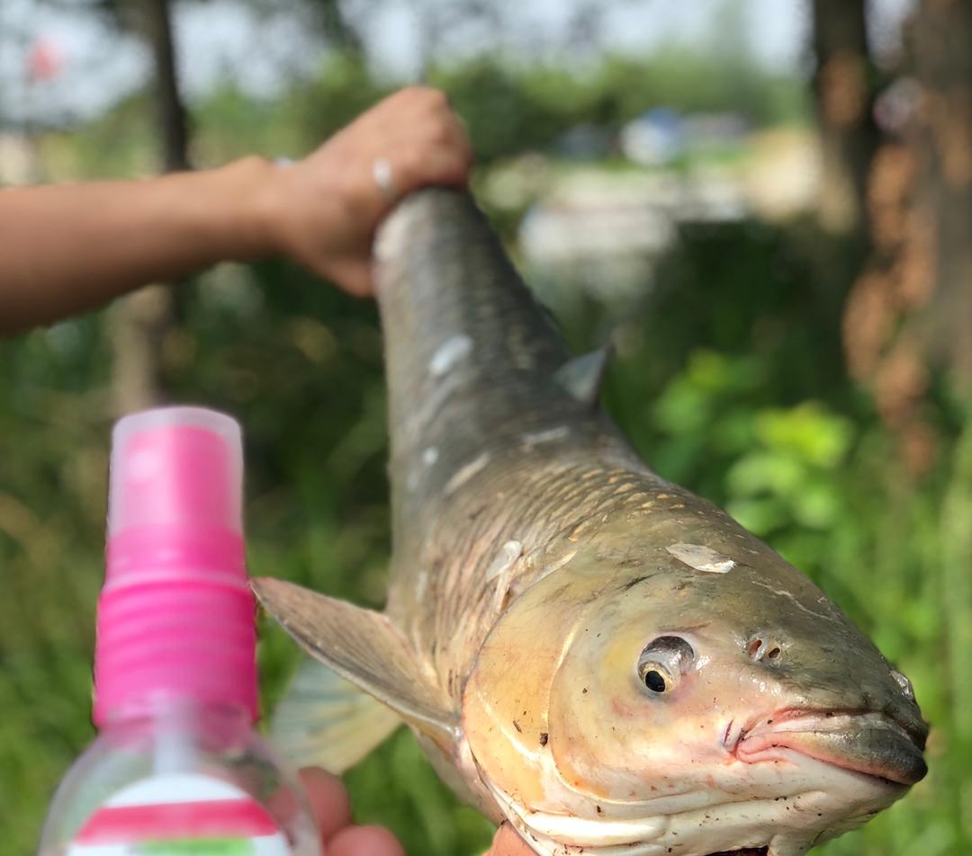 颜值在线的蘑菇豆沙包