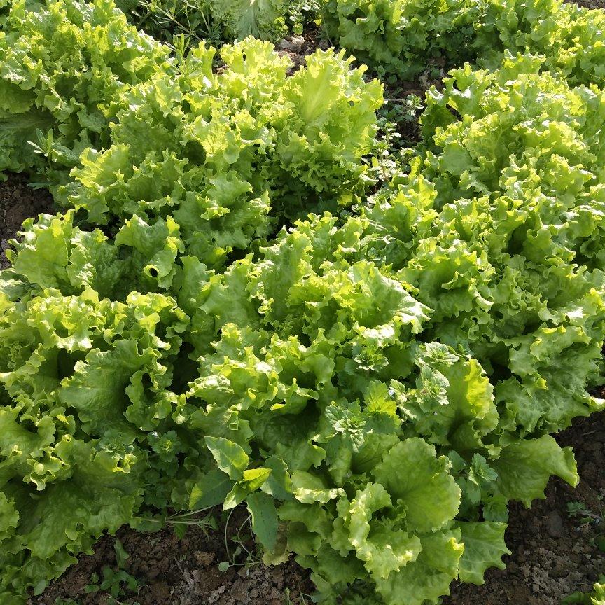 烫生菜简单又好味～