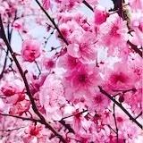 欢乐小飞侠