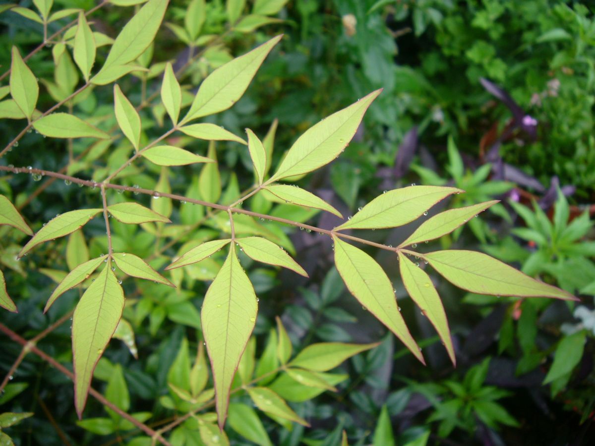 野香菇肉丝粉