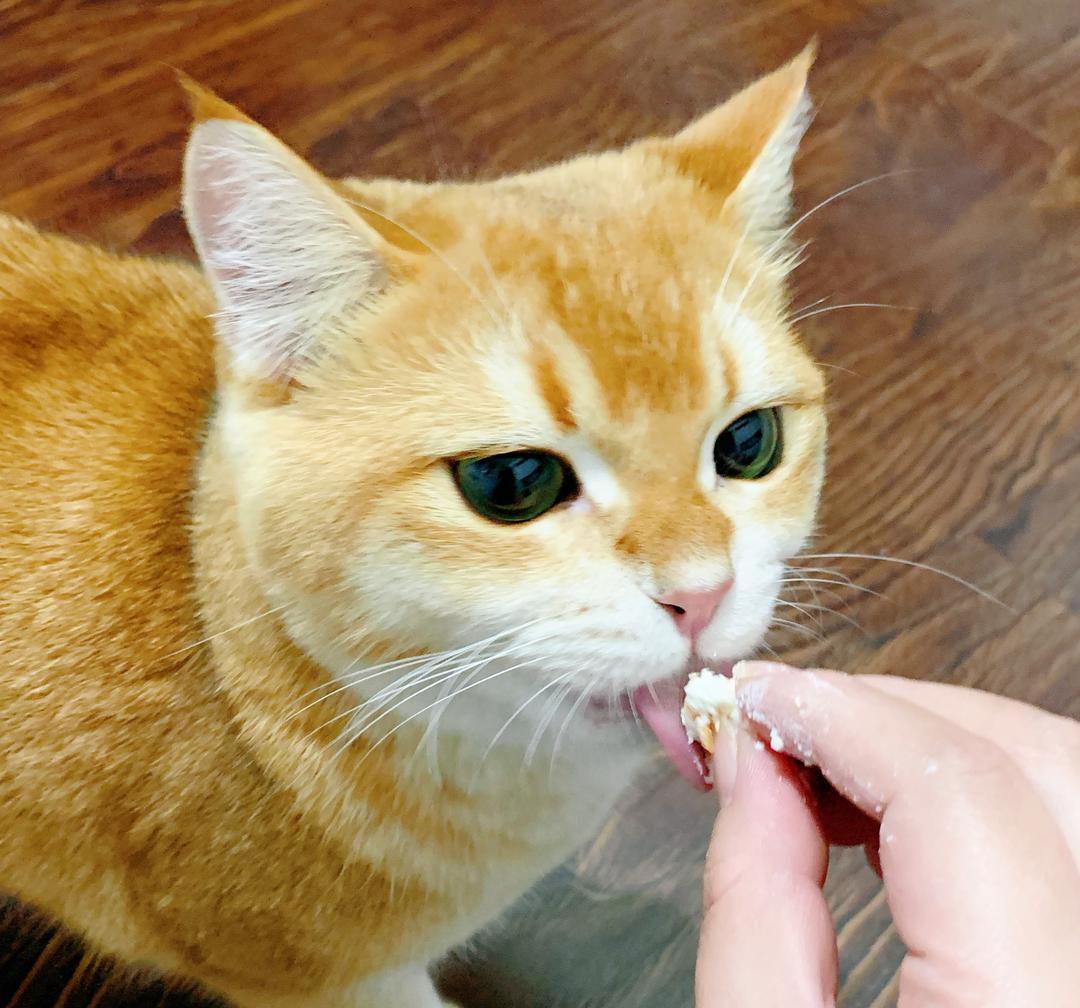 猫猫零食-胡萝卜白干酪