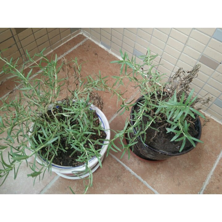 厨房种香草（tips大汇总…缓慢更新）