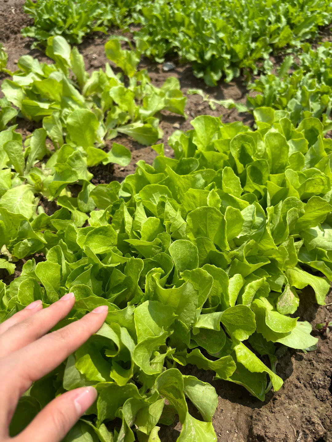 菜园种菜记