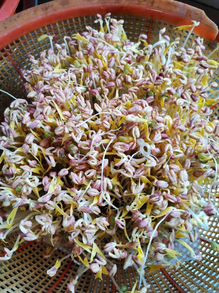 自制豆芽