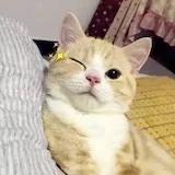 嗨呀H