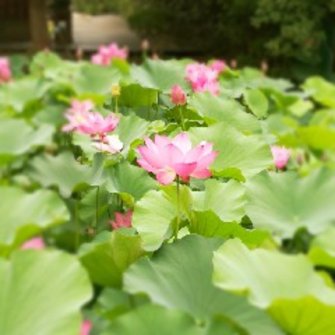 小白饭饭
