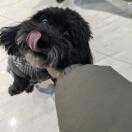 君安榴莲供应链