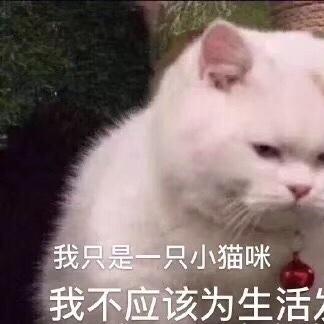 木瓜兮子