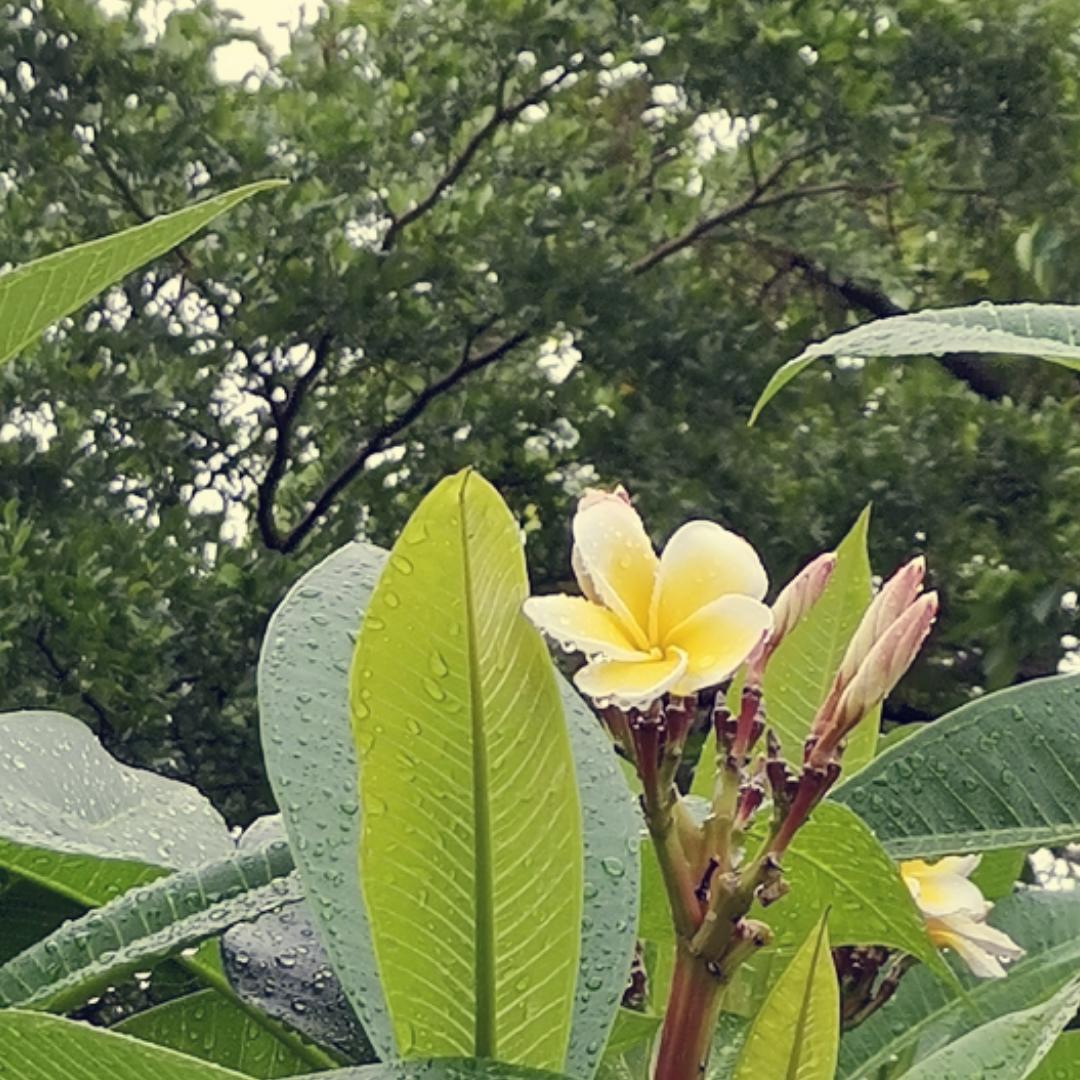 牛奶在唱歌的厨房