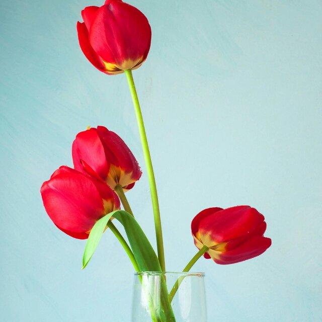 桃之夭夭10060203