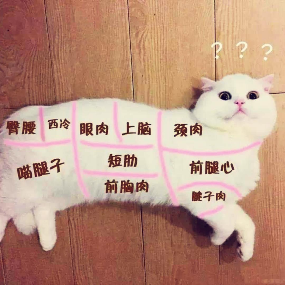 喵七只有四只喵