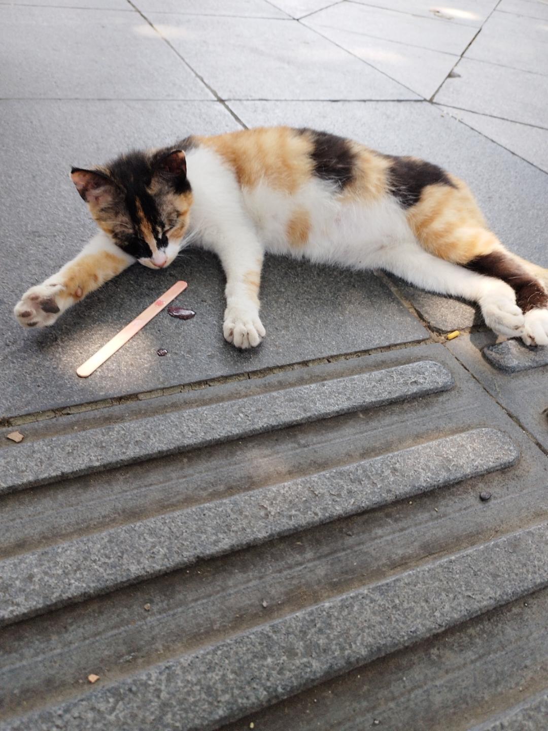 赫敏格兰杰正版的