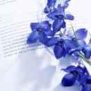 nancy_8887