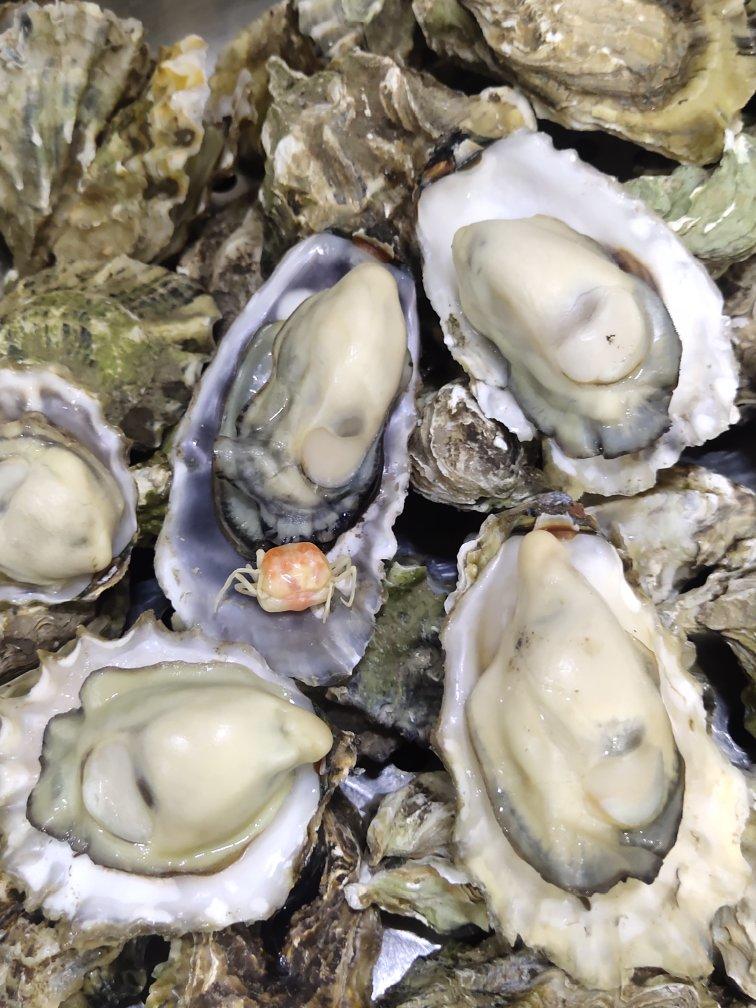 林彤-彭豆美食做的清蒸生蚝