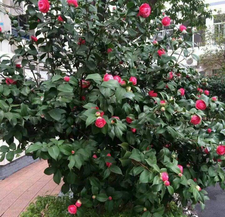 手机用户4777_xcil