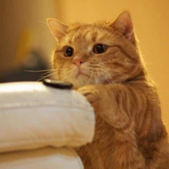 三颗猫饼干吃吃吃