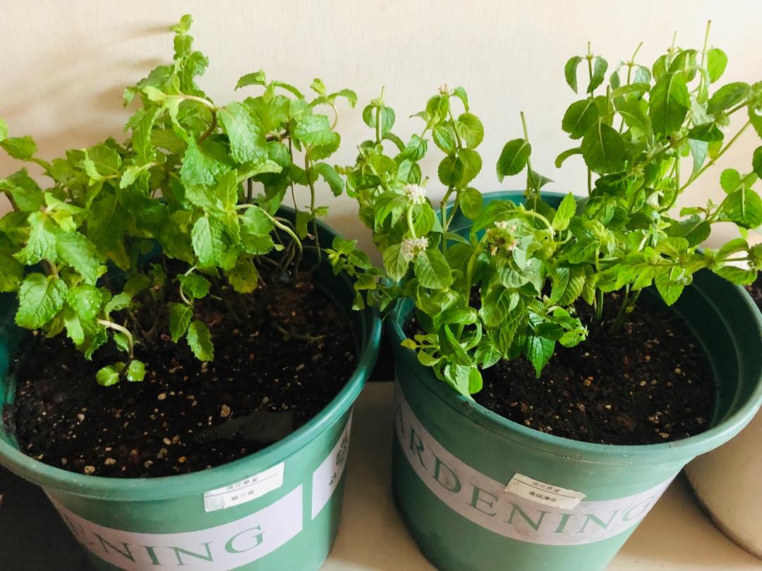 薄荷种植手册，如何把你的薄荷养到爆盆