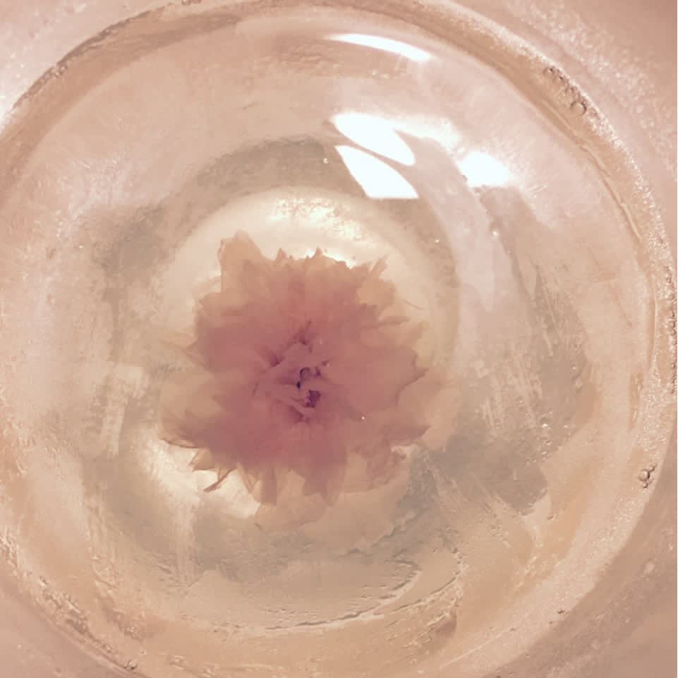 樱花果冻