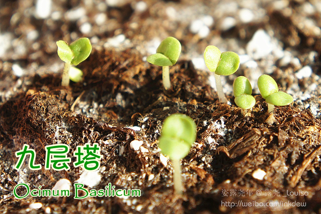 我的阳台我做主.我的名字叫小煮.