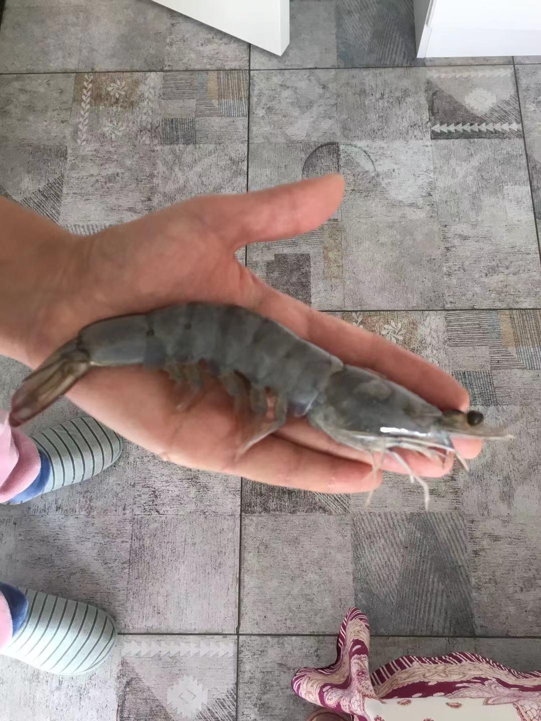 🍤油焖大虾 | 10分钟快手家常菜