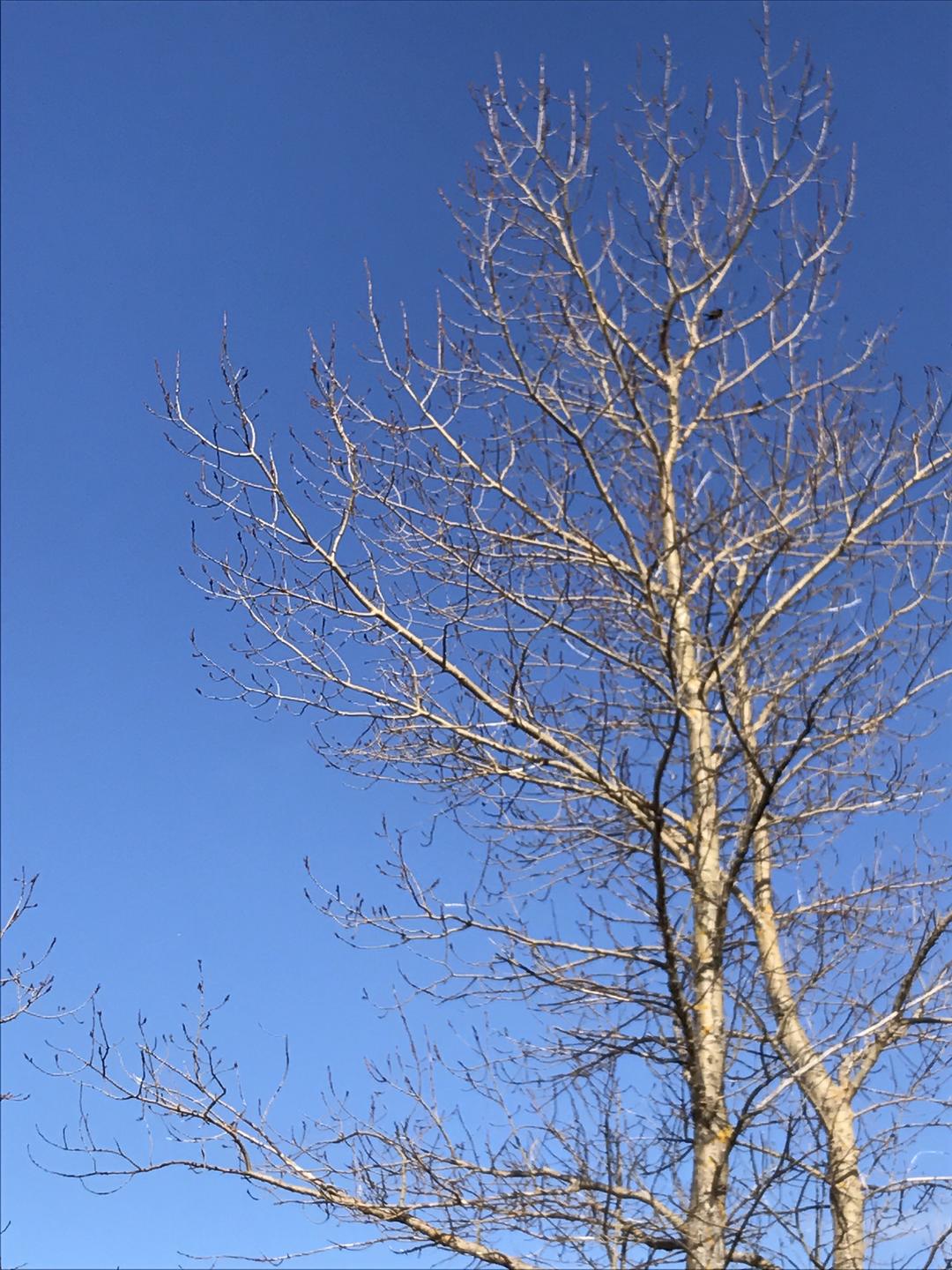 家乡味盐甜虾的做法