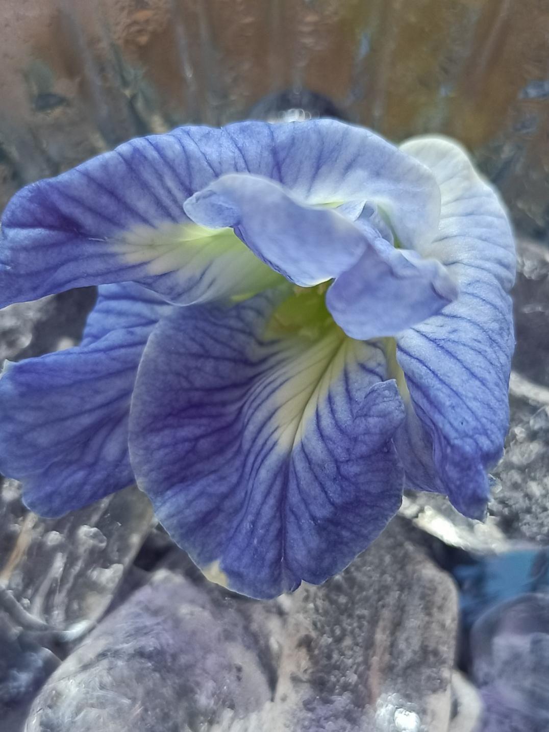晓斋