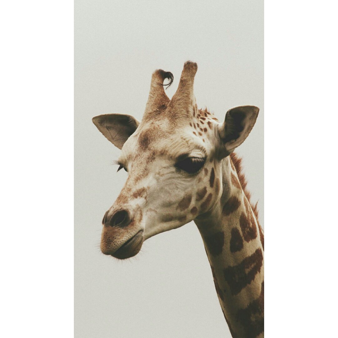 一条它爹
