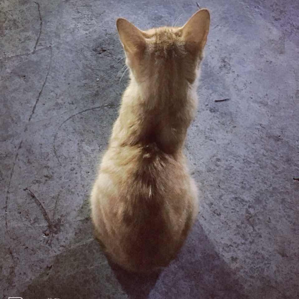 Minzi�