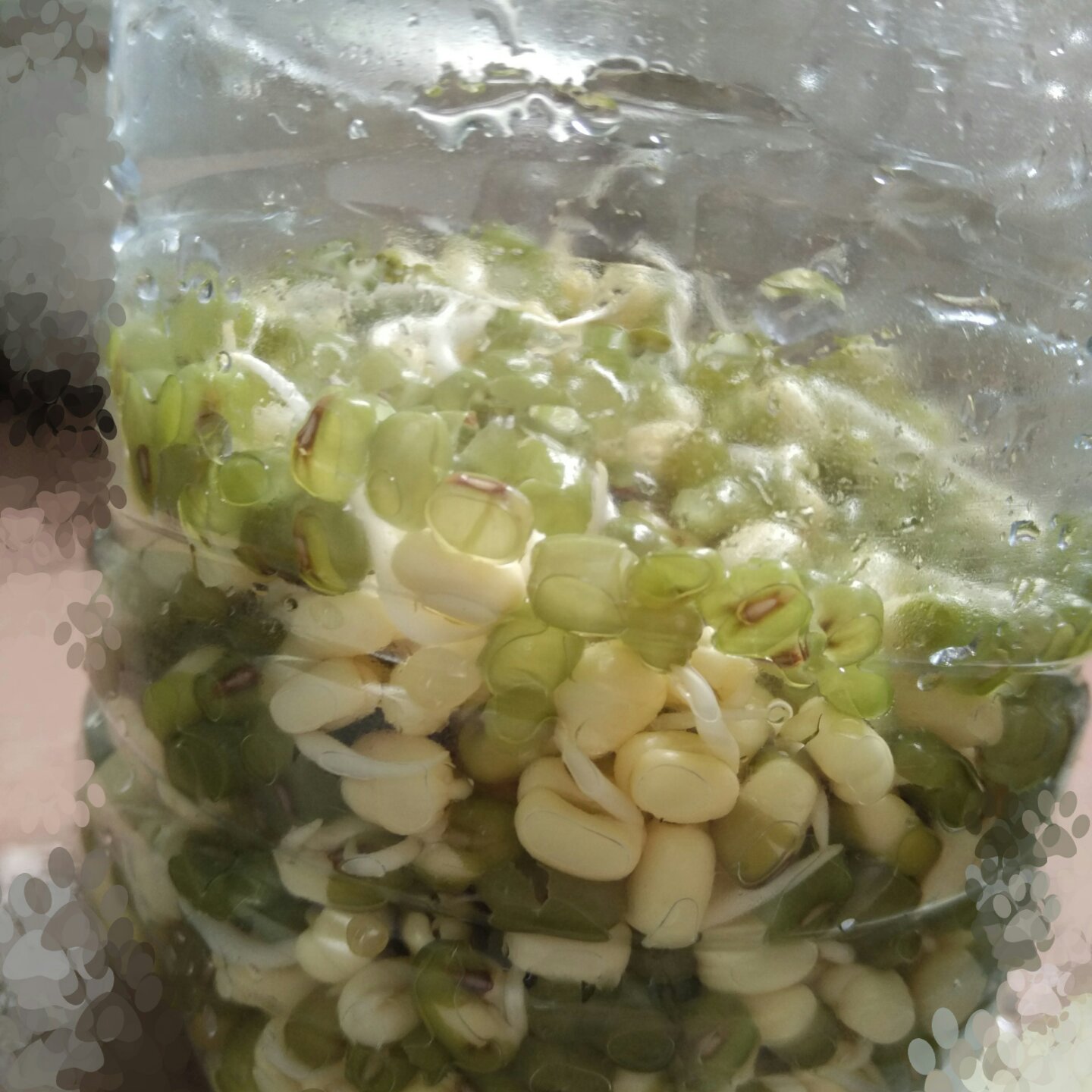 自发豆芽（可乐瓶发豆芽0失败！）