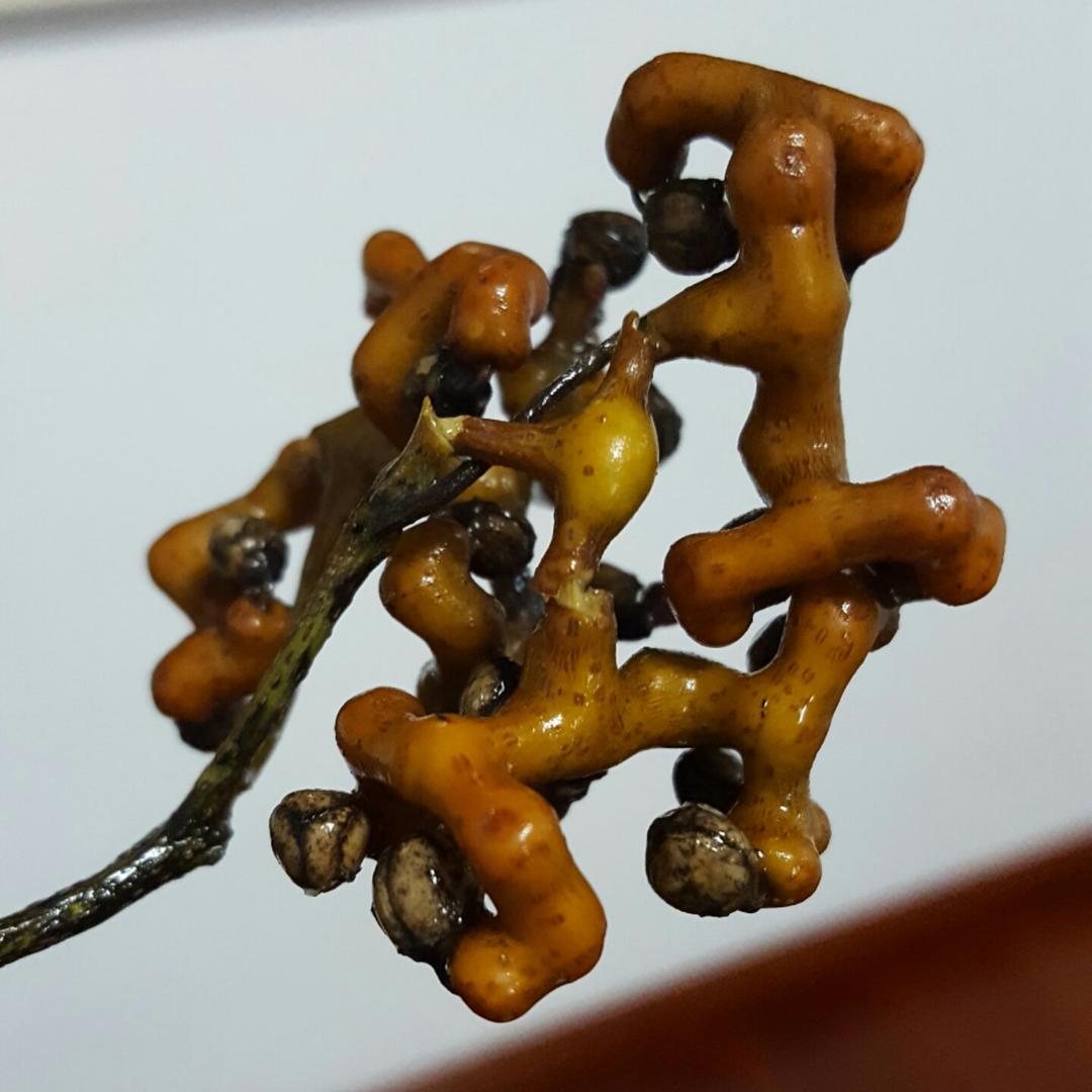 小时候的回忆,我们叫金钩钩银钩钩android 拍摄于