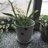 王小豆_妮_豆