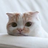 季逸昂